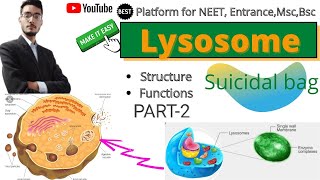 polymorphic nature of lysosomes and polymorphism in lysosome [upl. by Luke]