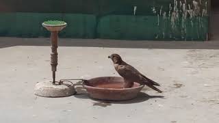 Red Naped Shaheen Falcon Back to Normal Life  Rehabilitation Progress [upl. by Ostraw979]