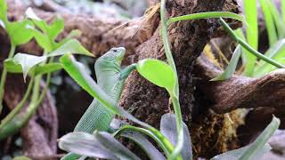 Gastropholis prasina Feeding [upl. by Keffer546]