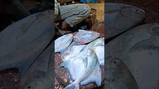 Big Pomfret Fish Cutting Skills Hilsa Fish [upl. by Paquito]