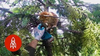 Rescuing Cats From Super Tall Trees [upl. by Enneibaf]