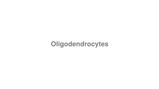 How to Pronounce quotOligodendrocytesquot [upl. by Beore577]