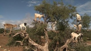 Treeclimbing goats in Moroccos argan forest [upl. by Aletha]