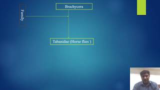 Presentation of brief classification of Arthropoda VIDEO [upl. by Ahsinaw438]