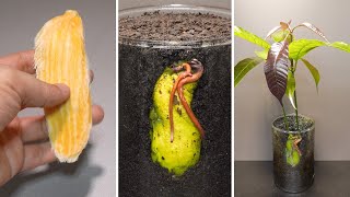 Growing Mango Tree From Seed Time Lapse How To Grow A Mango Tree From Seed and Germination [upl. by Adnot68]