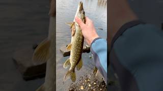 Отпускание щучкиfishing daiwalover daiwa [upl. by Nixie326]