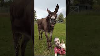 The Incredible Science Behind Donkey Voices donkey shorts incredible [upl. by Eiramlirpa]