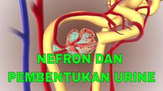 STRUKTUR NEFRON DAN PROSES PEMBENTUKAN URINE [upl. by Nyrrad]