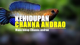 Siklus kehidupan Channa Andrao selama 3 menit  Breeding andrao [upl. by Annonyw]