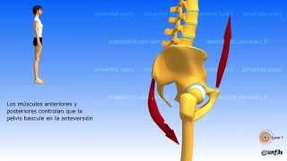 La colocacion de la pelvis La bisagra lumbarsacral [upl. by Croft]