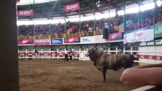 Fiestas de Palmares Costa Rican Bullfighting  Bull Riding [upl. by Kentiga649]