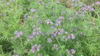 Phacelia tanacetifolia [upl. by Ellenhoj]