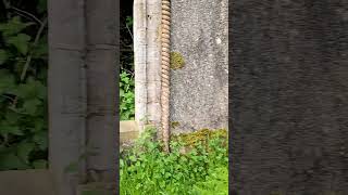 Ruins of Kenmure Castle preview shorts castleruins scotland [upl. by Arimlede522]