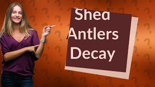 Do shed antlers decompose [upl. by Flann411]