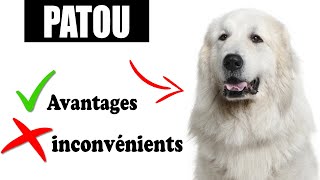 Le Patou Avantages et Inconvénients  Le Patou de montagne des Pyrénées Le mal Et Le Bien De La Race [upl. by Haek]