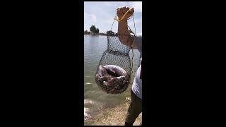 Fishing At Guasti Regional Park [upl. by Minoru]