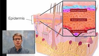 Integumentary System [upl. by Carlson]