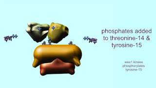 CELL CYCLE CYCLINS amp CYCLIN DEPENDENT KINASES [upl. by Chubb743]