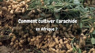 Comment cultiver larachide en Afrique [upl. by Moguel]