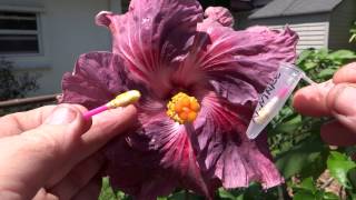 How To pollinate hibiscus [upl. by Emor159]