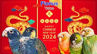 Chinese New Year with our Parrots [upl. by Elocaj]