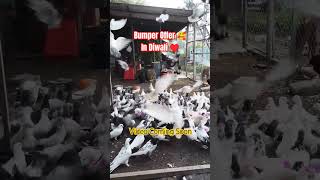 🥰 Diwali Offer Pigeons  Video Coming Soon 🤩 Dont Forget This 👍🕊️👌😍 [upl. by Wayland]