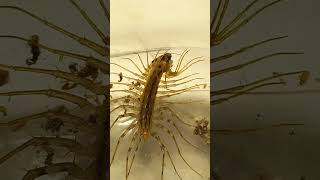 Predator House Centipede Eats Small Fruit Moth 18August2022 [upl. by Aitam]