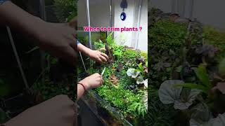 When to Trim Plants for MAXIMUM Growth plants terrarium [upl. by Ailaza]