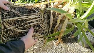 AGAPANTHUS how to divide and pot on to get them to flower [upl. by Aronas]