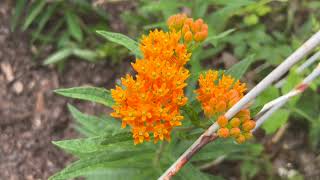 Butterfly Milkweed Plant Profile [upl. by Bbor80]