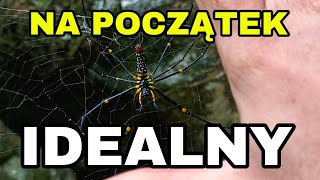 NAJLEPSZY PAJĄK NA PIERWSZE ZDJĘCIE Nephila sp PRZĄDKA olbrzymia w Wietnamie [upl. by Rahel]