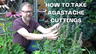 How to take Agastache Cuttings  Easy Agastache Hyssop Propagation  New Plants for Free [upl. by Inahteb]