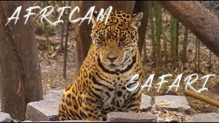 Un día en Africam Safari Puebla Mexico [upl. by Porush]