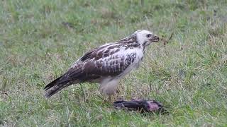 Buizerd met konijn [upl. by Anaxor]