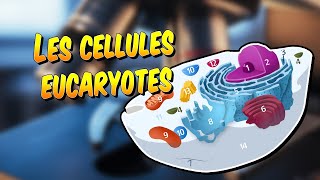 Biologie  Les cellules eucaryotes [upl. by Osmond399]