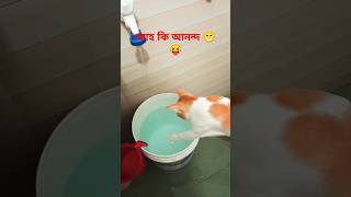 Oggy পানি পানি dance 😬catshorts trendingshorts viralvideo oggy [upl. by Pomeroy865]