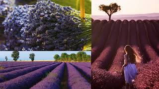 La Route et la floraison de la Lavande sur le PlateauDeValensole [upl. by Irual]