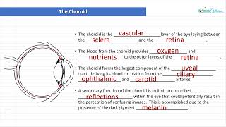 Optician Training The Choroid Ocular Anatomy Lecture 9 [upl. by Gabriele]