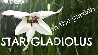 Star Gladiolus Acidanthera in the Garden [upl. by Aset]