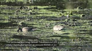 20240909 0911 Bluewinged and Greenwinged Teals Keeney Cove [upl. by Bouldon]