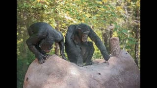 Chimps Get a New Termite Mound [upl. by Yzmar724]