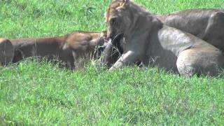 Lions vs Warthog 1 abridged [upl. by Nadine]