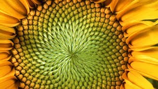 The MindBlowing Mathematics of Sunflowers  Instant Egghead 59 [upl. by Tomlinson]