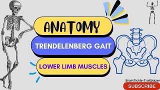 Trendelenburg Gait  Weak Hip Abductor Gait  Lower Limb Anatomy🦵🏻📚 [upl. by Anoed864]