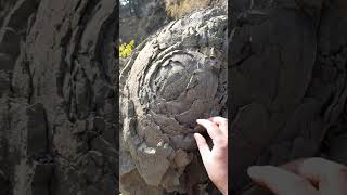 Concentricspheroidal weathering of rock thanks to Maria Vaz identification [upl. by Bara]