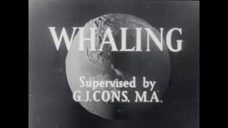 1940s whaling in the Antarctic [upl. by Mauralia]