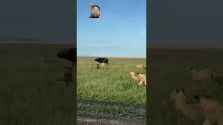 lion vs buffalo Maasai mera africanlionsafari animals wildlife [upl. by Ofelia]