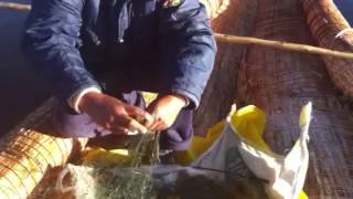 fish of Lake Titicaca [upl. by Ragde]