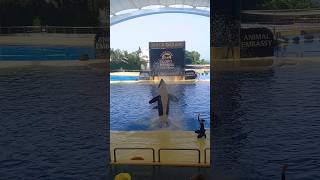 Loro Parque Orca Show Part 4 [upl. by Werdnael]