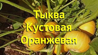 Тыква кустовая Оранжевая Краткий обзор описание характеристик cucurbita pepo Oranzhevaia [upl. by English]